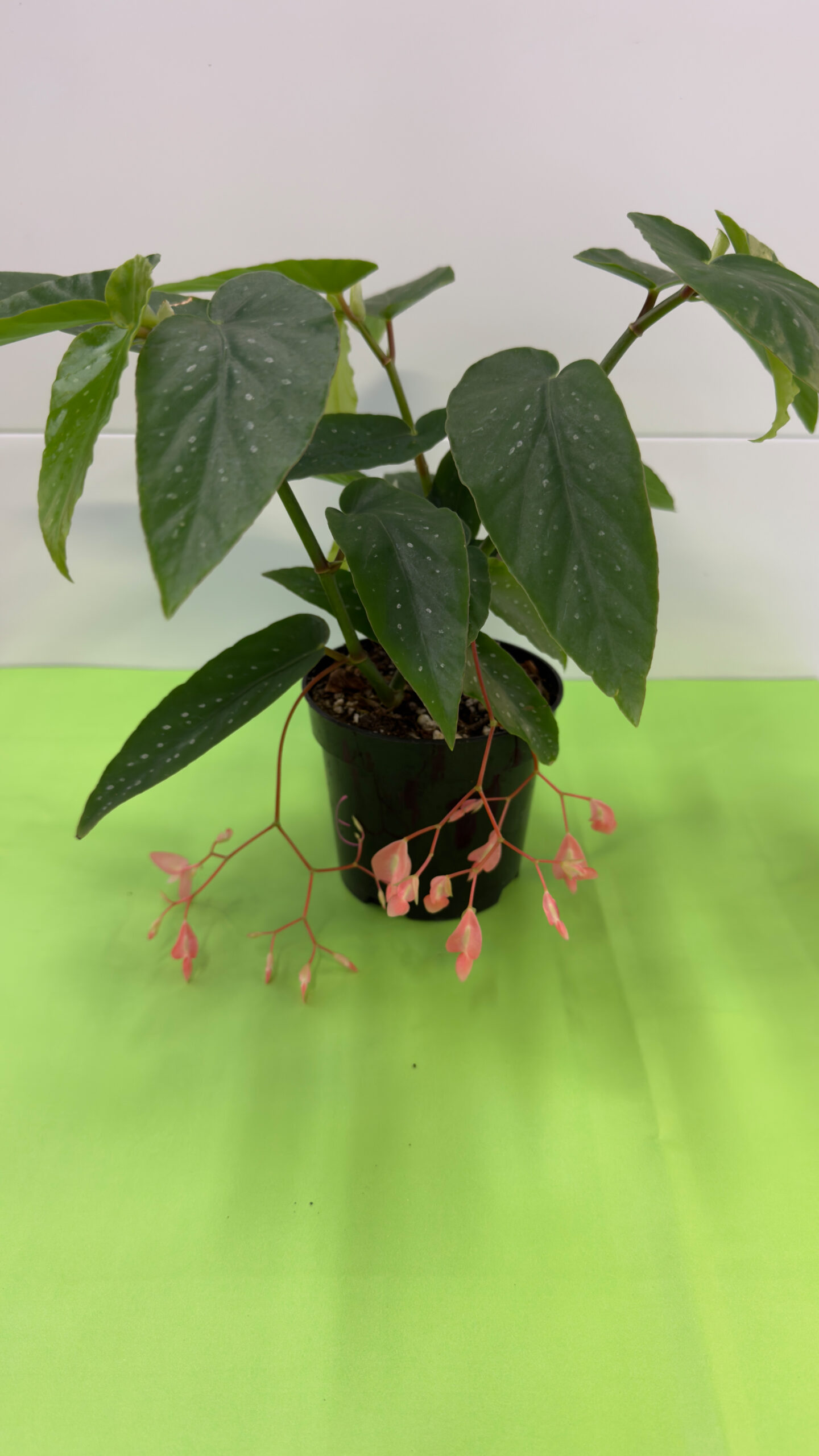 Begónia Chuva de Prata — Planta de Sombra para Exterior