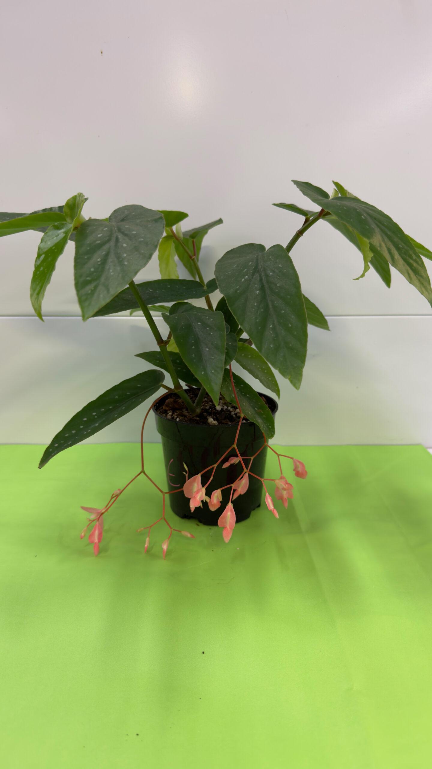 Begónia Chuva de Prata — Planta de Sombra para Exterior - Image 2