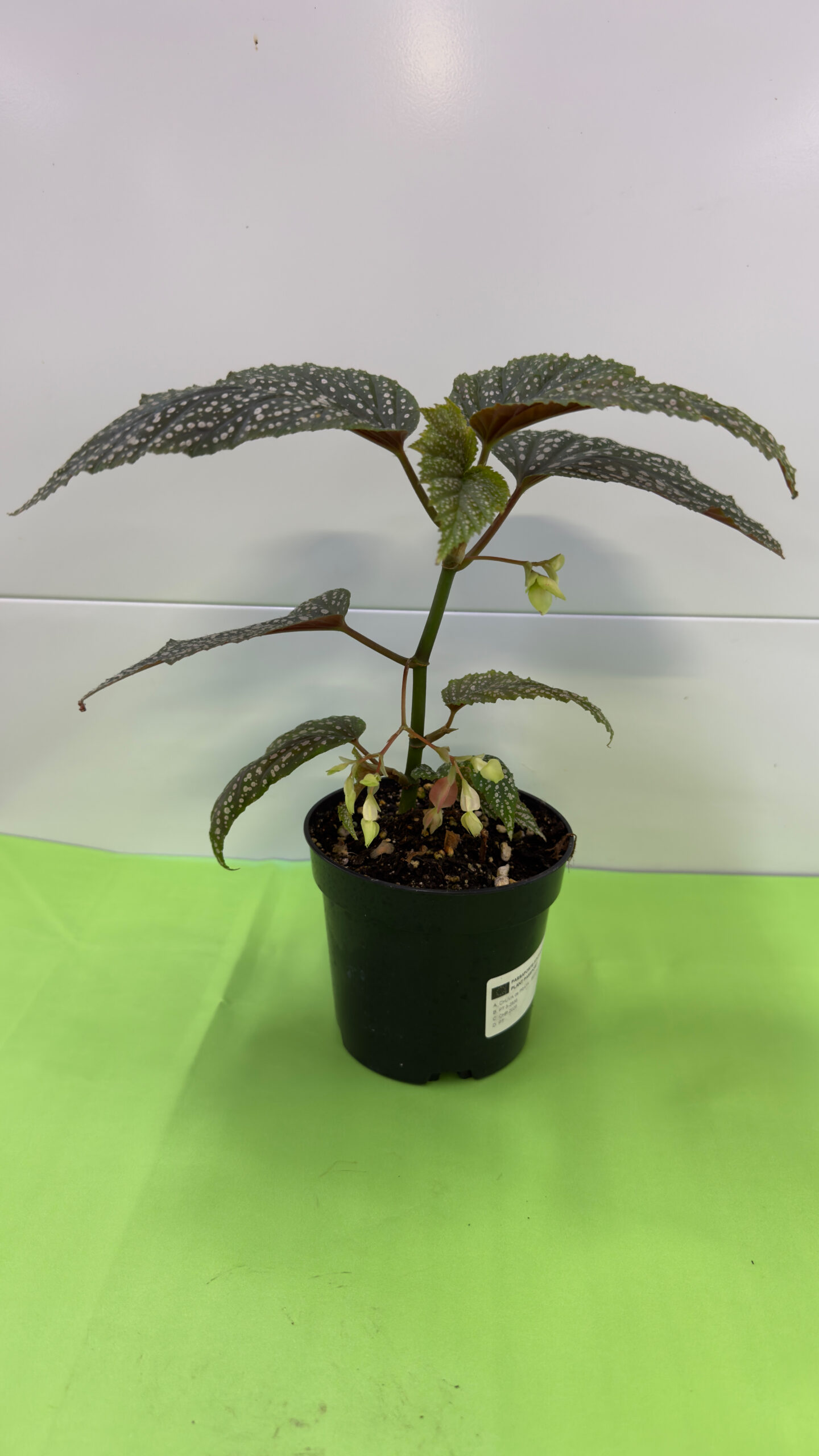 Begónia Maculata — Folhas às Pintas, Planta de Sombra