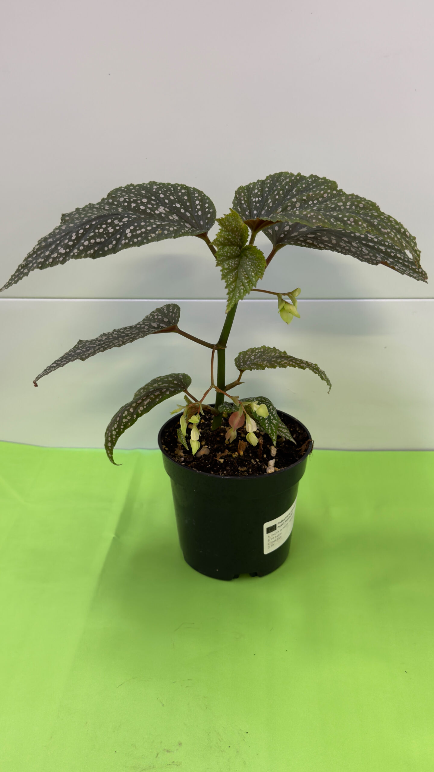 Begónia Maculata — Folhas às Pintas, Planta de Sombra - Image 2