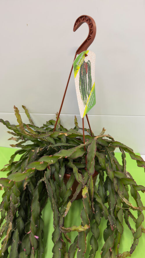 Rabo de Porco — Planta Suculenta de Sol para Exterior
