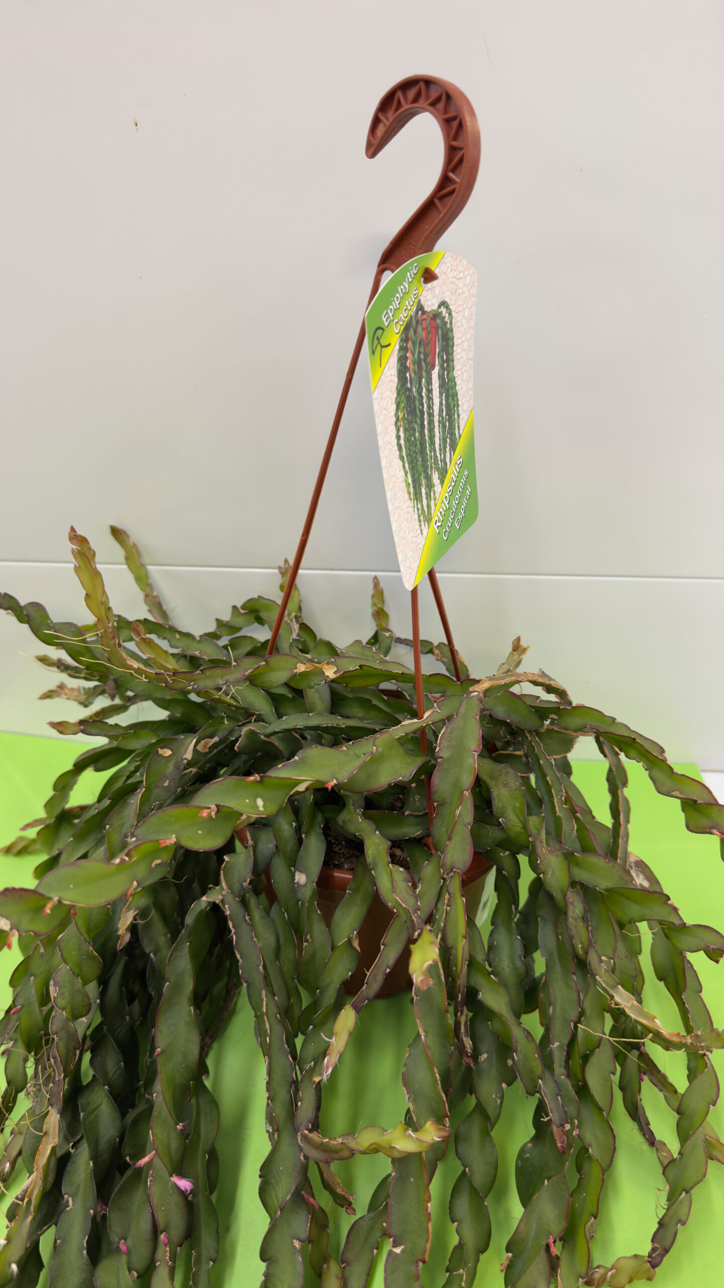 Rabo de Porco — Planta Suculenta de Sol para Exterior