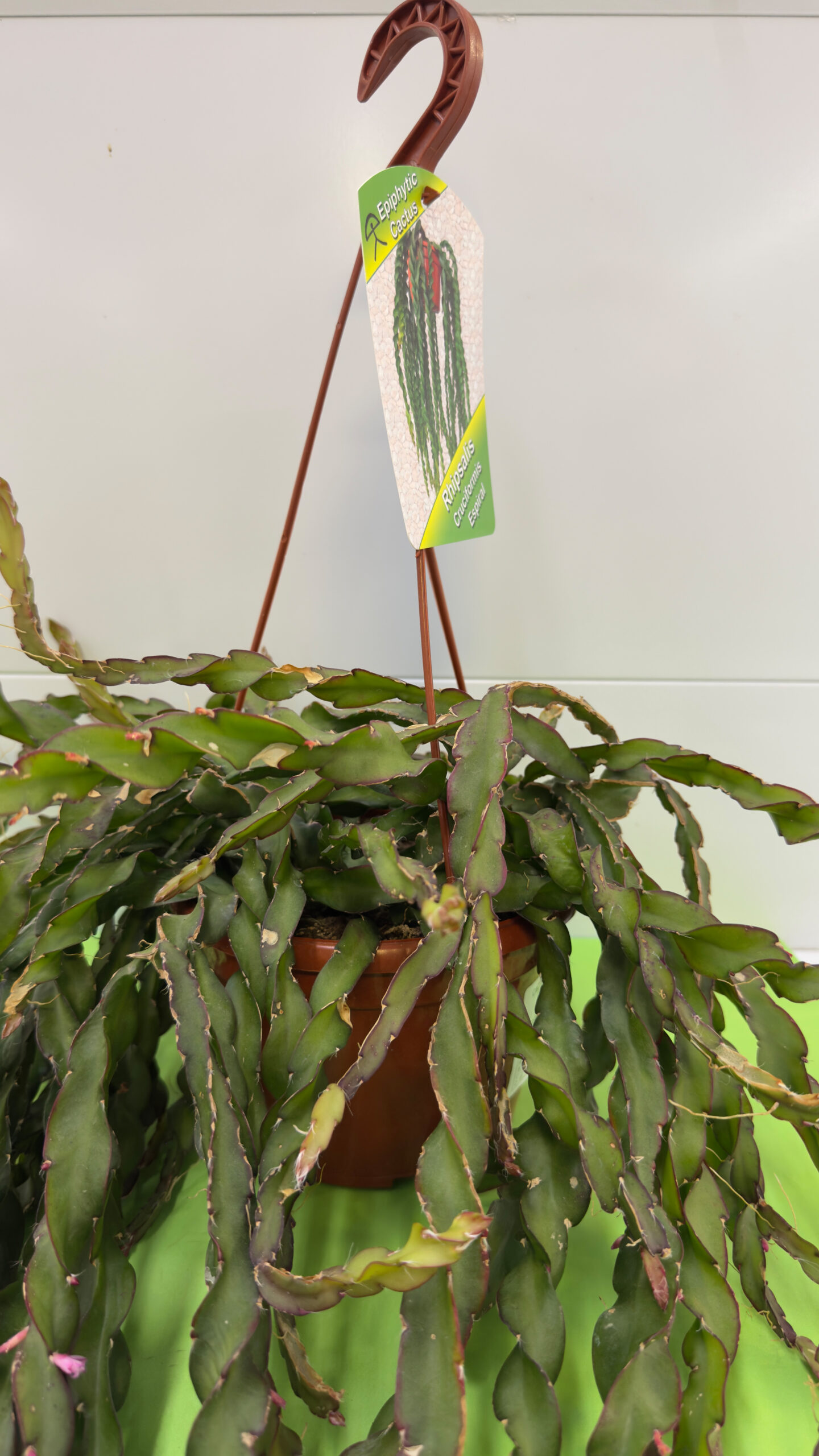Rabo de Porco — Planta Suculenta de Sol para Exterior - Image 2