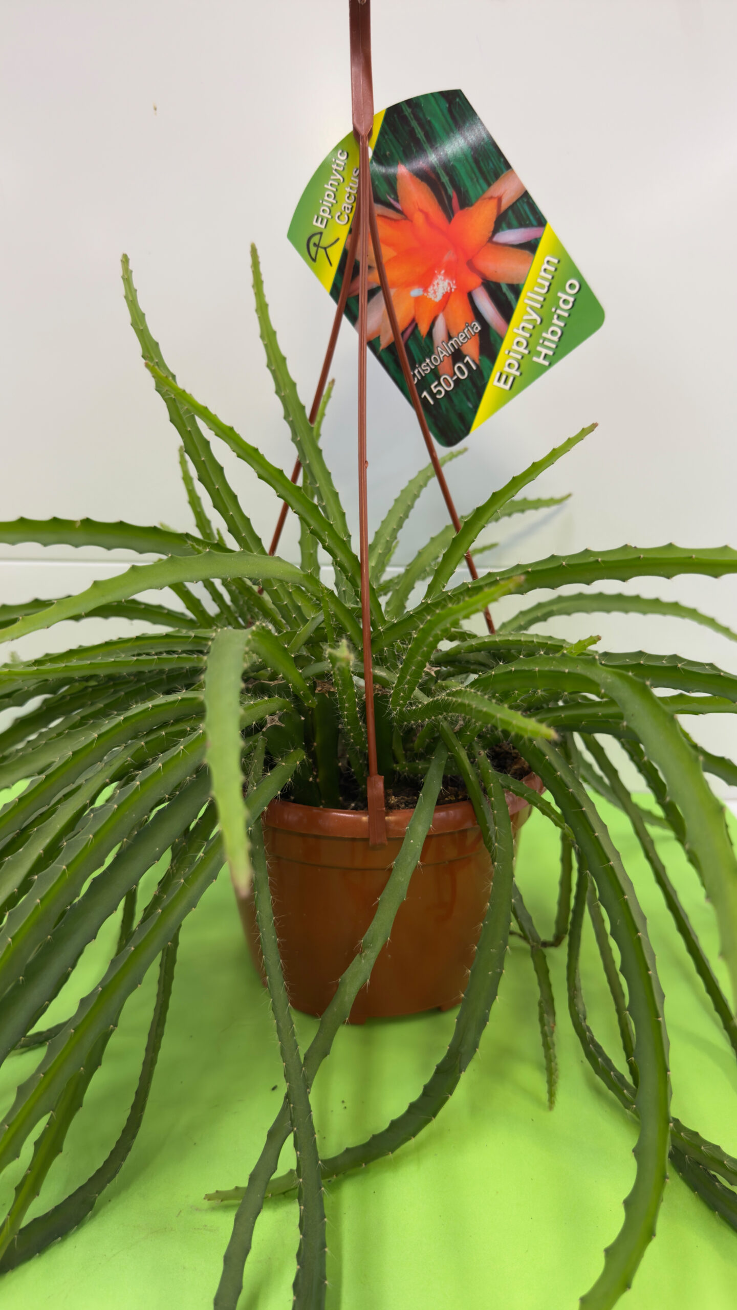 Epifilo Híbrido (Cacto-Orquídea) — Planta de Exterior