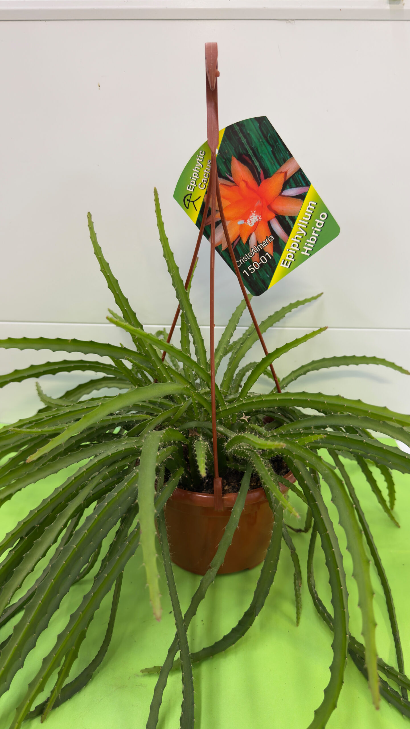 Epifilo Híbrido (Cacto-Orquídea) — Planta de Exterior - Image 2