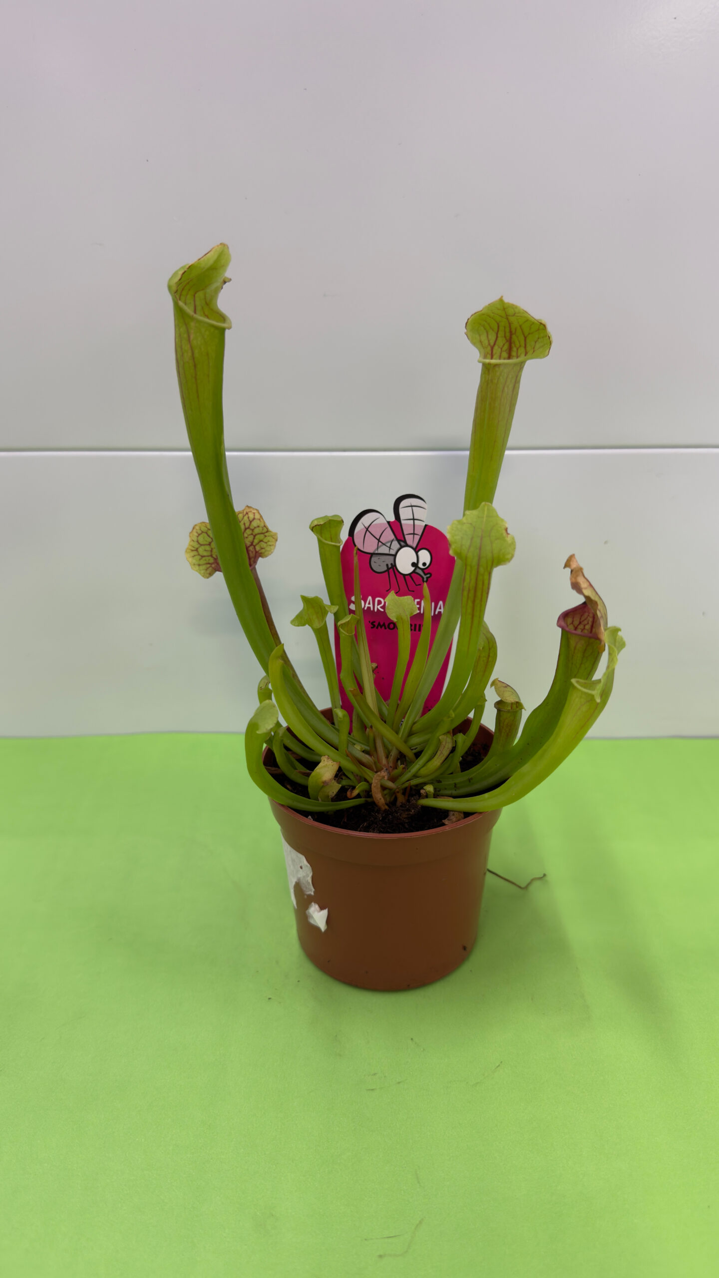 Planta Carnívora — Planta de Interior, Luz Indireta - Image 2