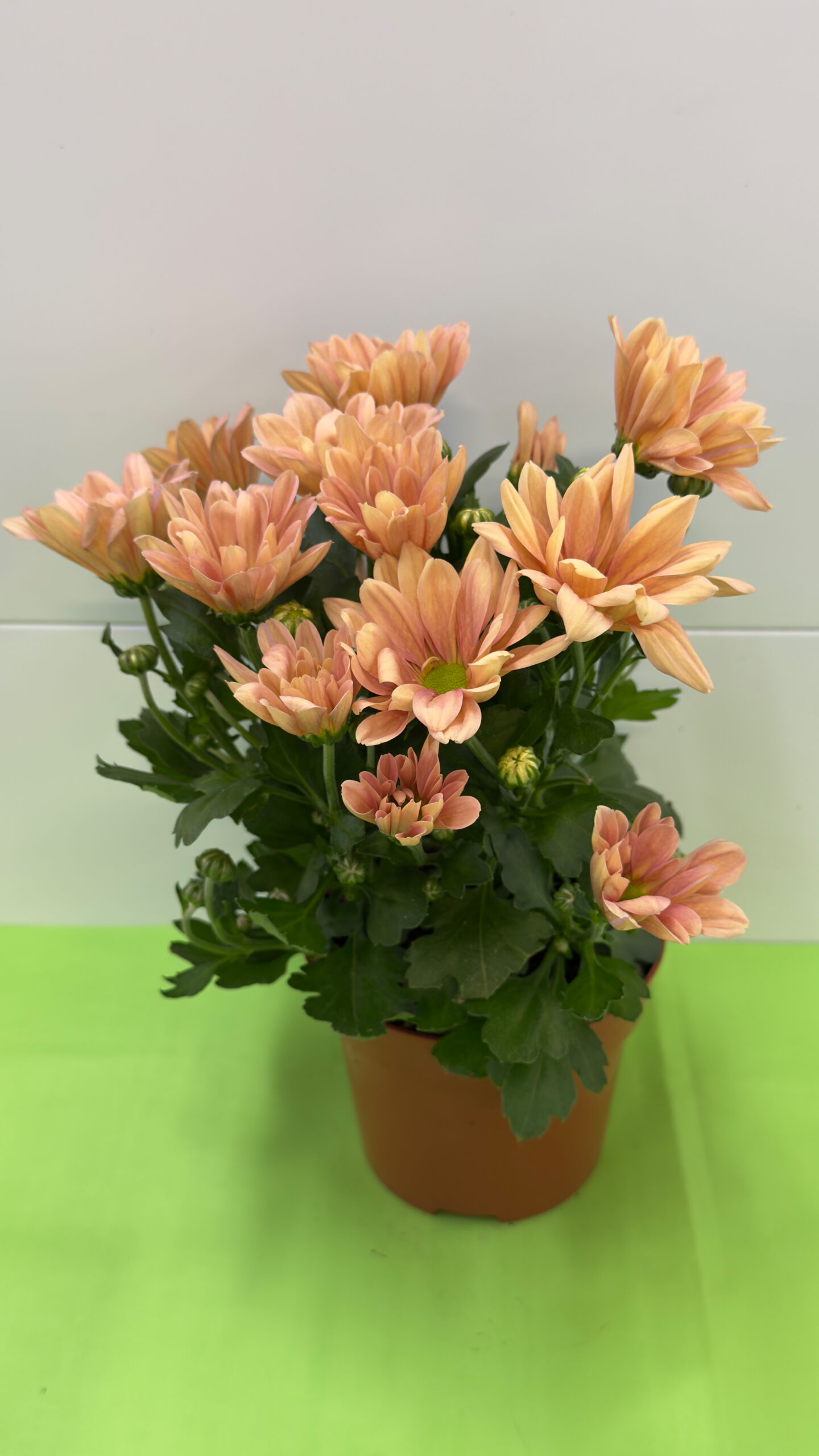 Grizândio Salmão — Flor de Corte de Sol para Arranjos