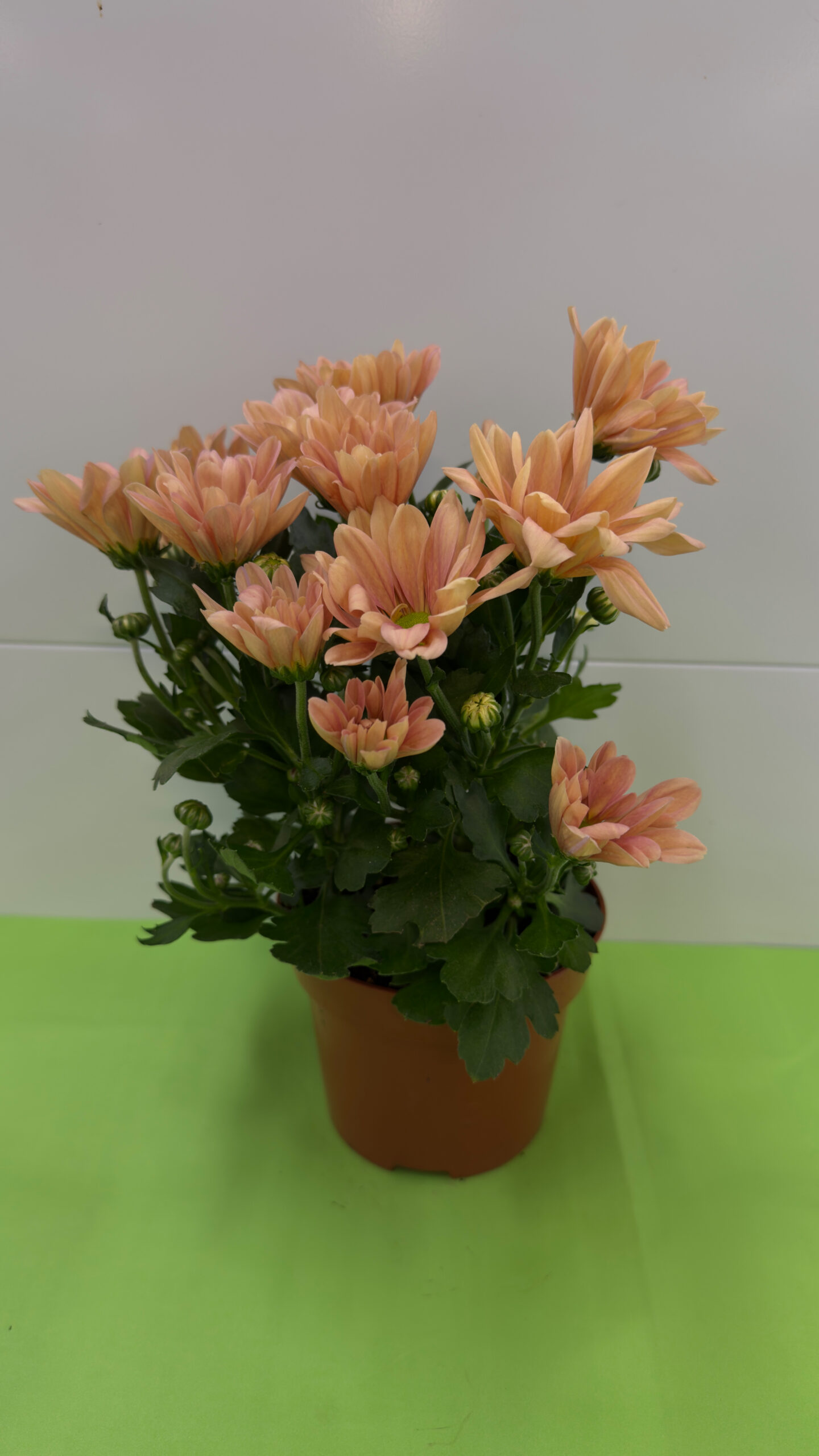 Grizândio Salmão — Flor de Corte de Sol para Arranjos - Image 2