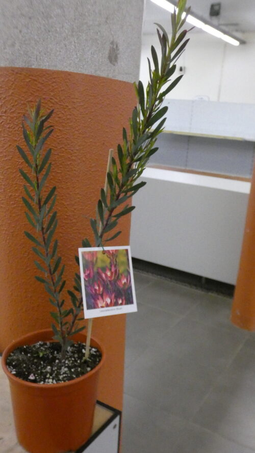 Leucadendron Blush