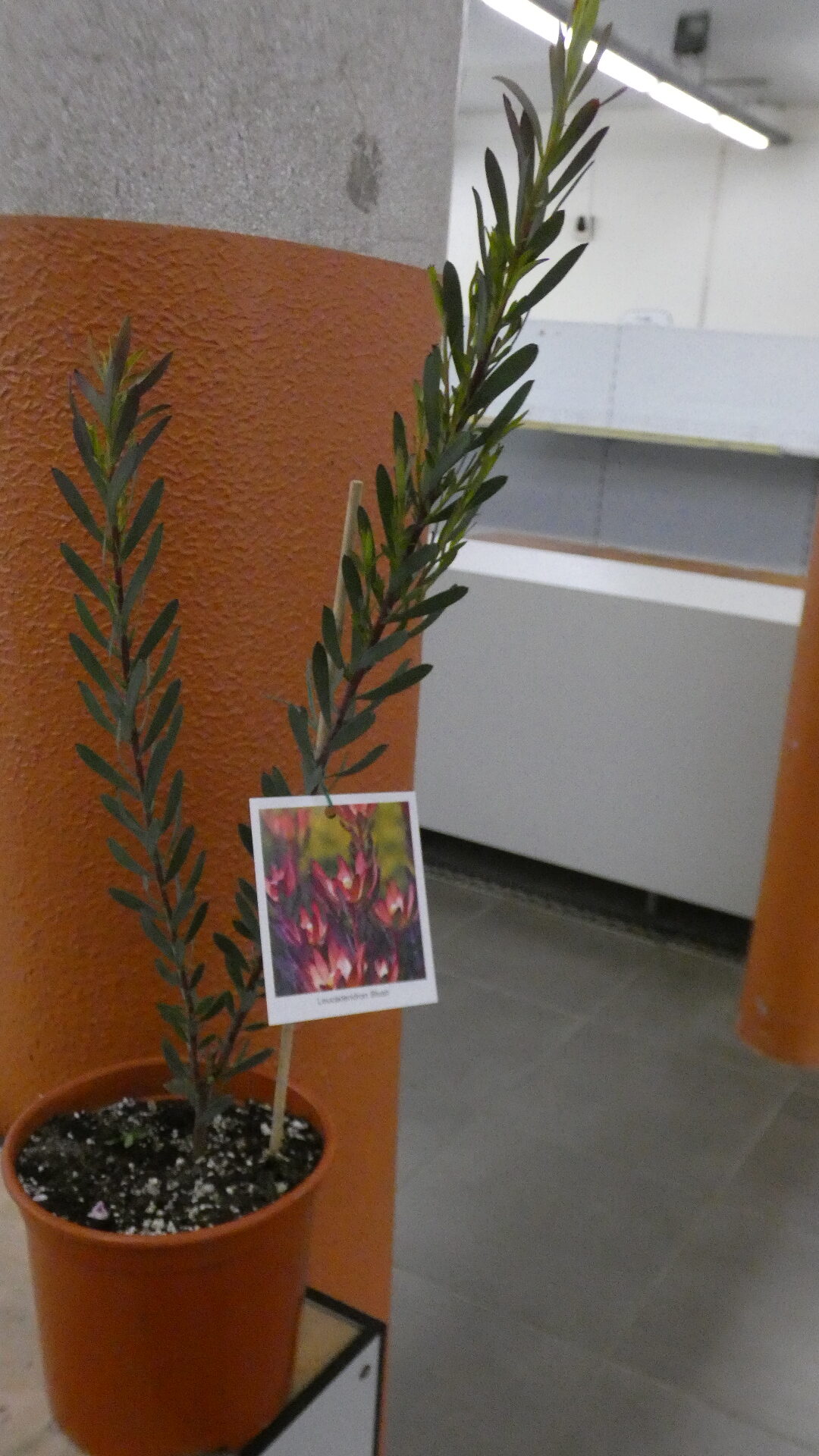 Leucadendron Blush - Image 2