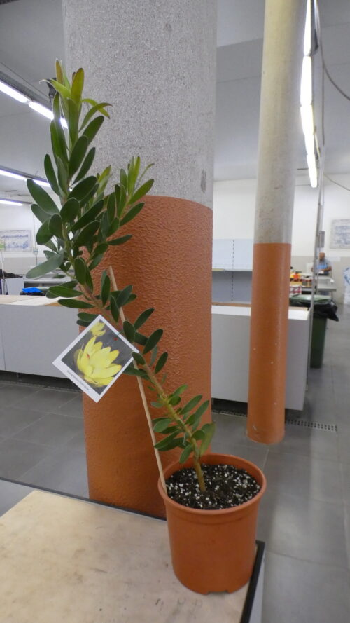 Leucadendron Gold Strike