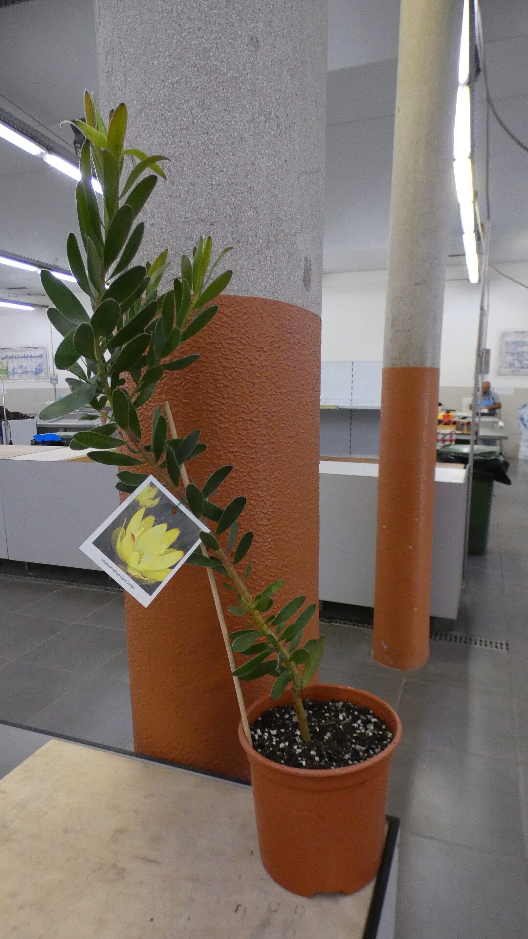 Leucadendron Gold Strike - Image 2
