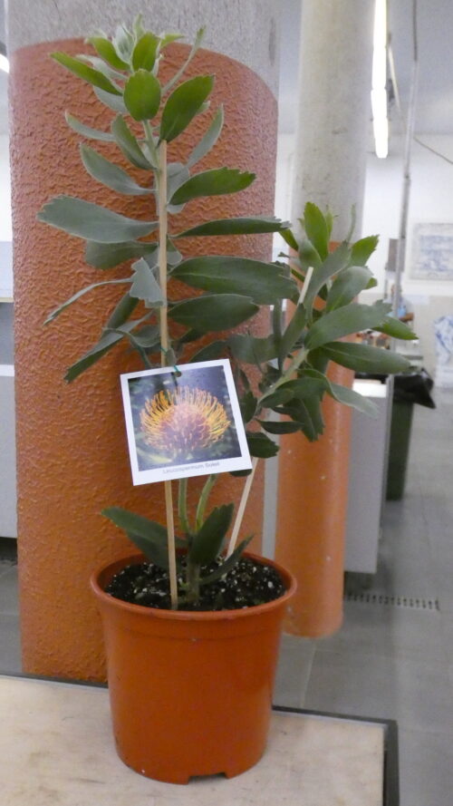 Leucospermum Soleil