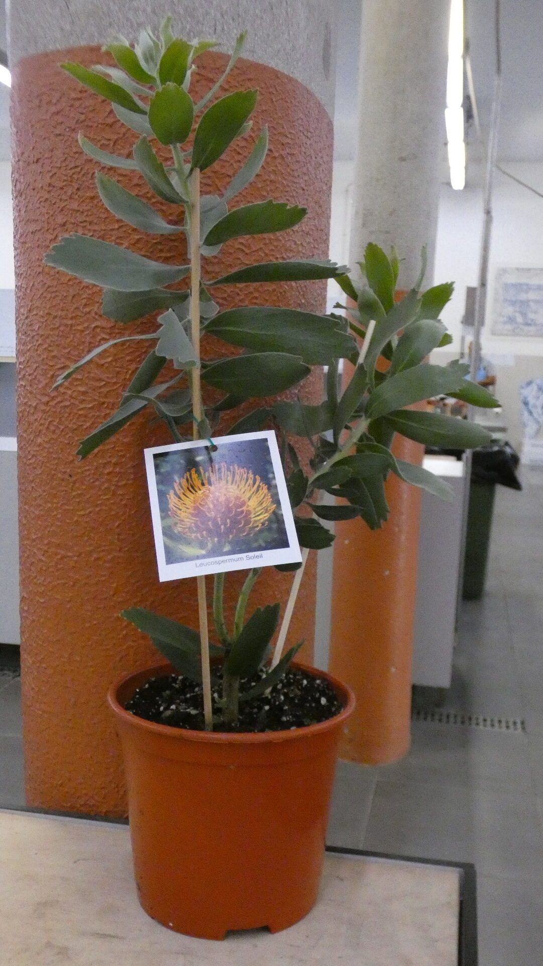 Leucospermum Soleil - Image 2