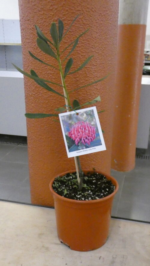 Telopea Shady Lady Pink