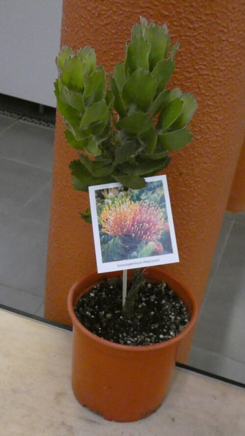Leucospermum Patersonii