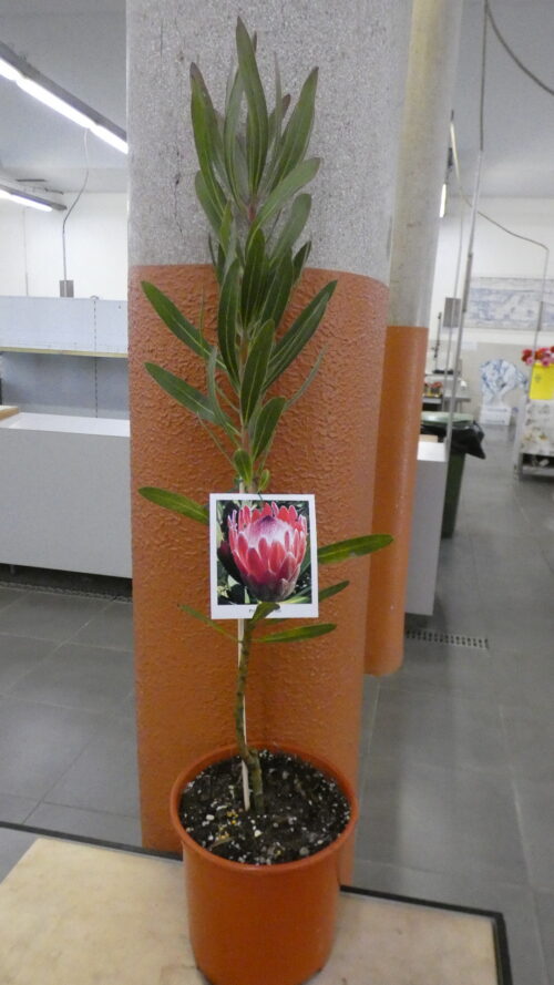 Protea Pink Ice
