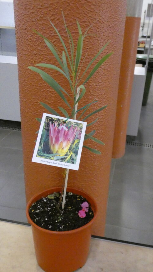 Protea Repens "Sugar Bush"