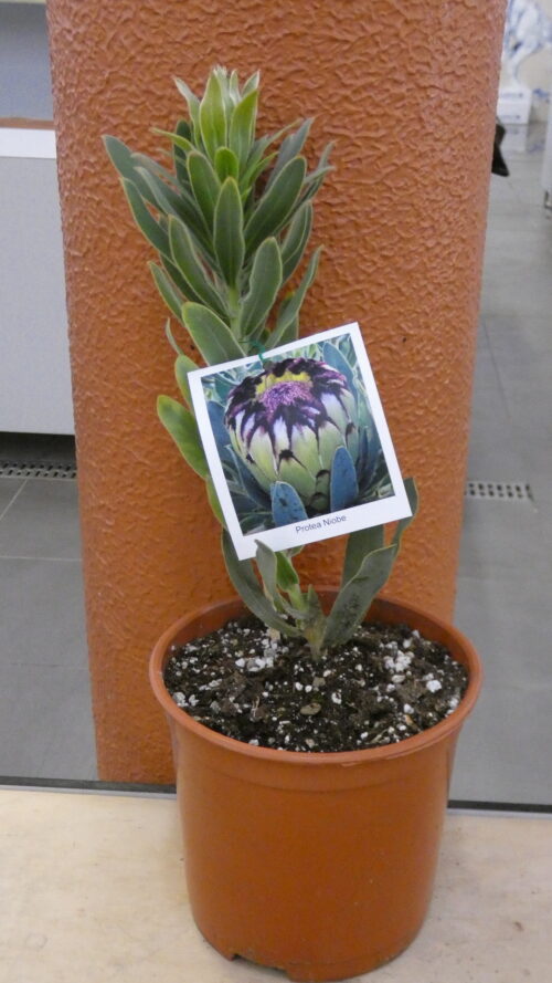 Protea Niobe