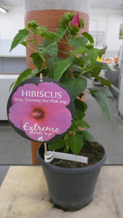 Hibiscus 'Extreme Hot Pink'