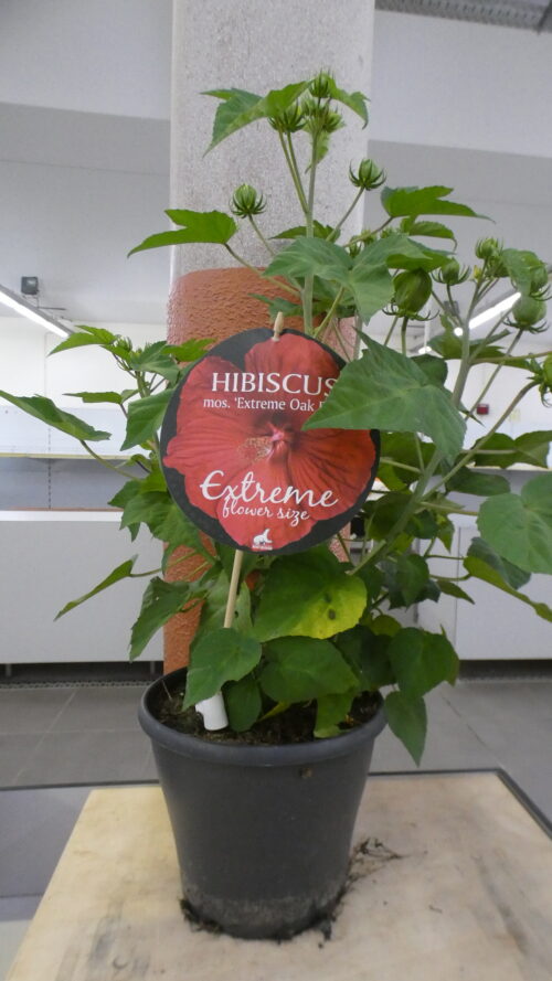 Hibiscus 'Extreme Oak Red'