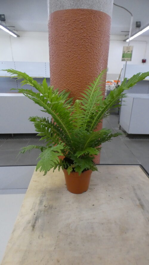 Samambaia 'Silver Lady' (Blechnum gibbum)