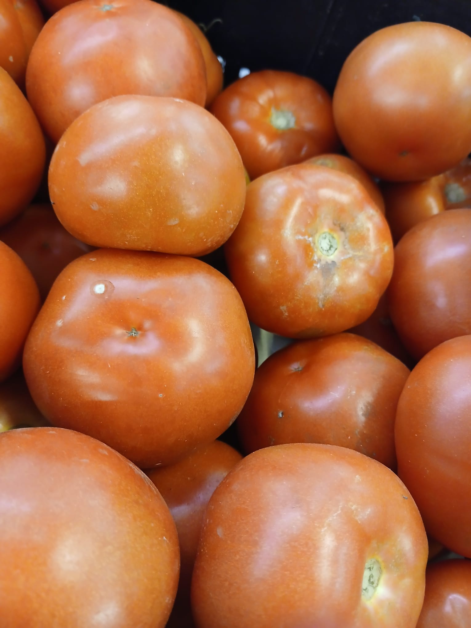Tomate