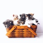 Animais de Estimação