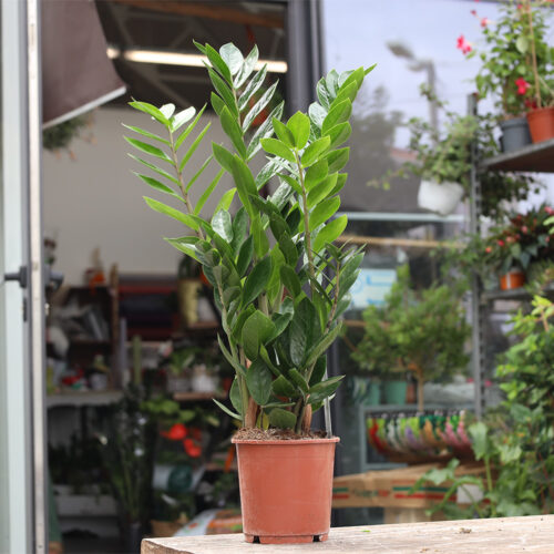 Zamioculcas-Zamiifolia