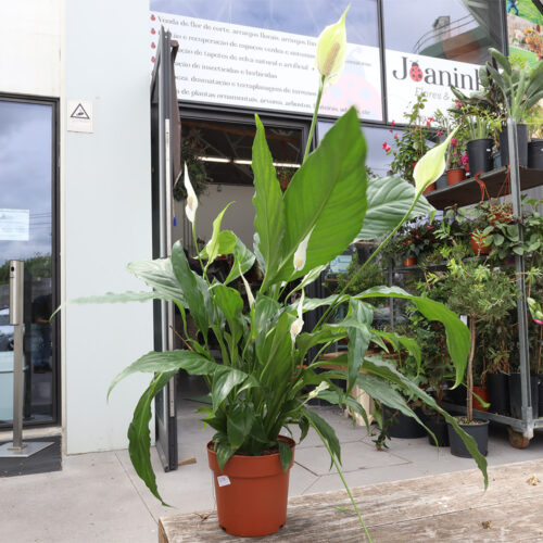 Spathiphyllum