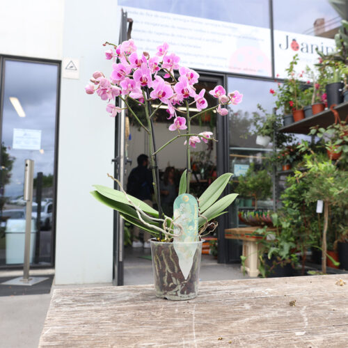 Phalaenopsis
