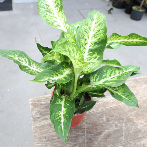 Dieffenbachia