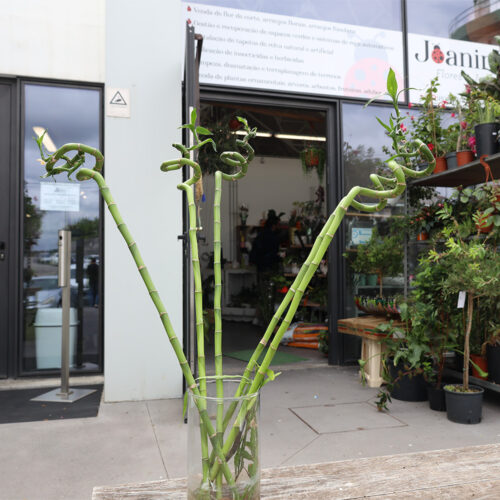 cana bamboo
