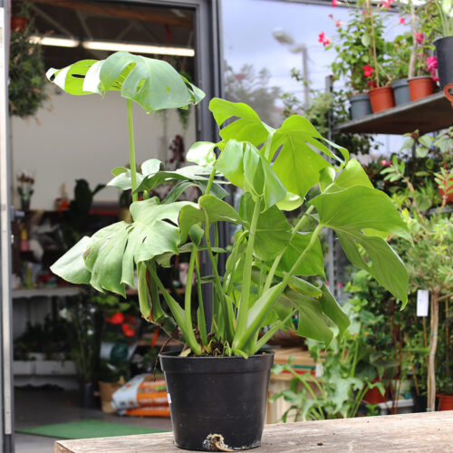 Monstera