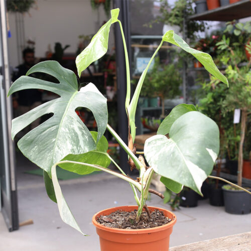 Monstera Thai Variegated