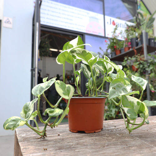 Trepadeira Pothos Variegata