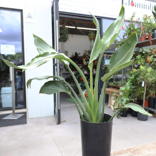Strelitzia