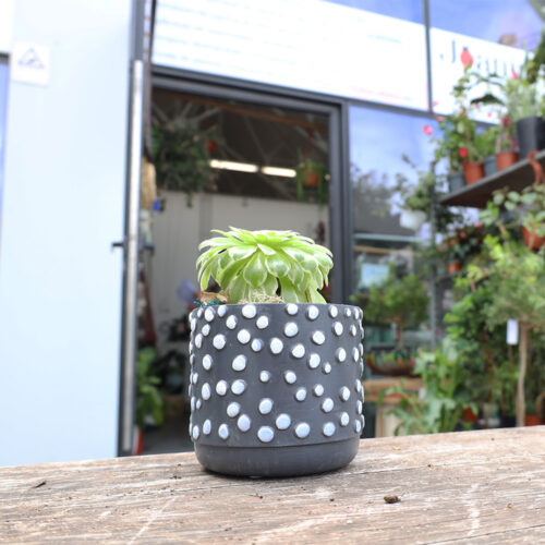 Suculenta em Vaso Decorativo