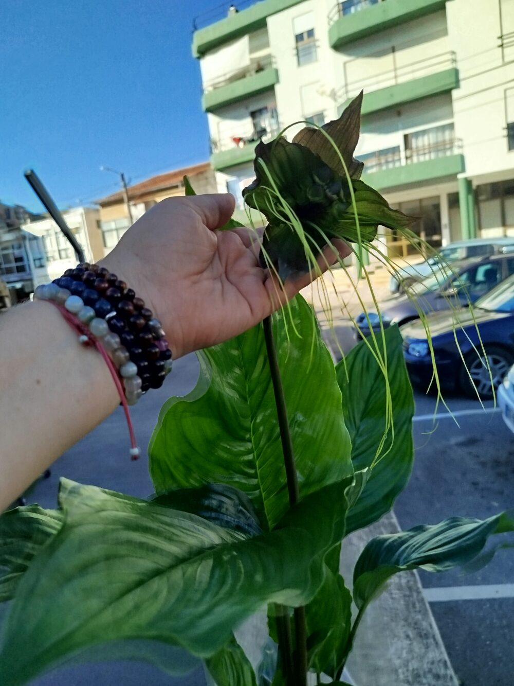 Tacca