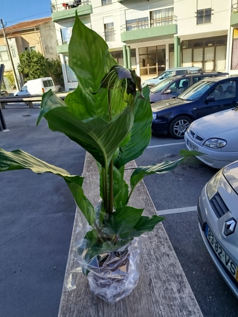Tacca - Imagen 2