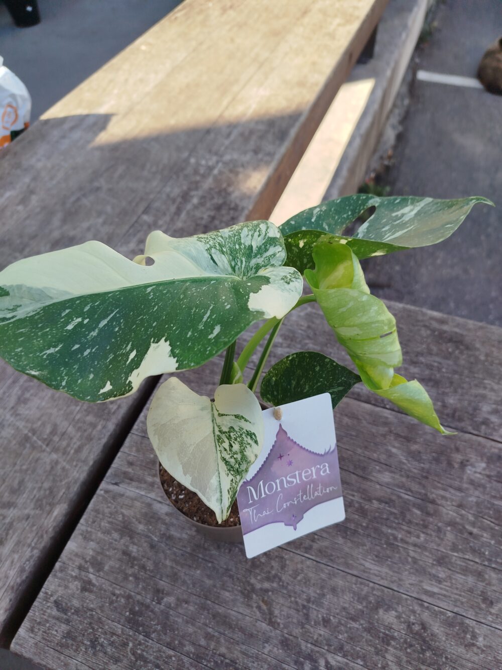 Monstera Thai Constellation'