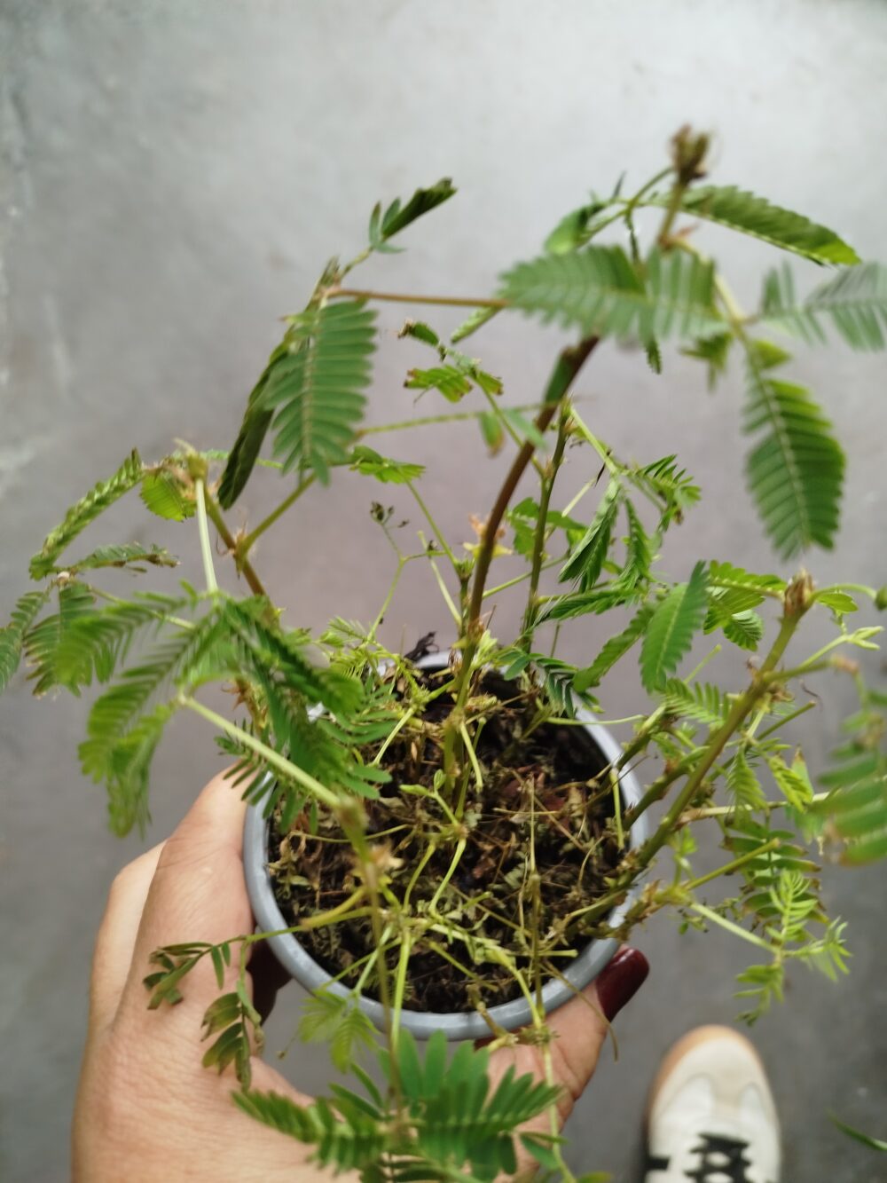 Planta ornamental