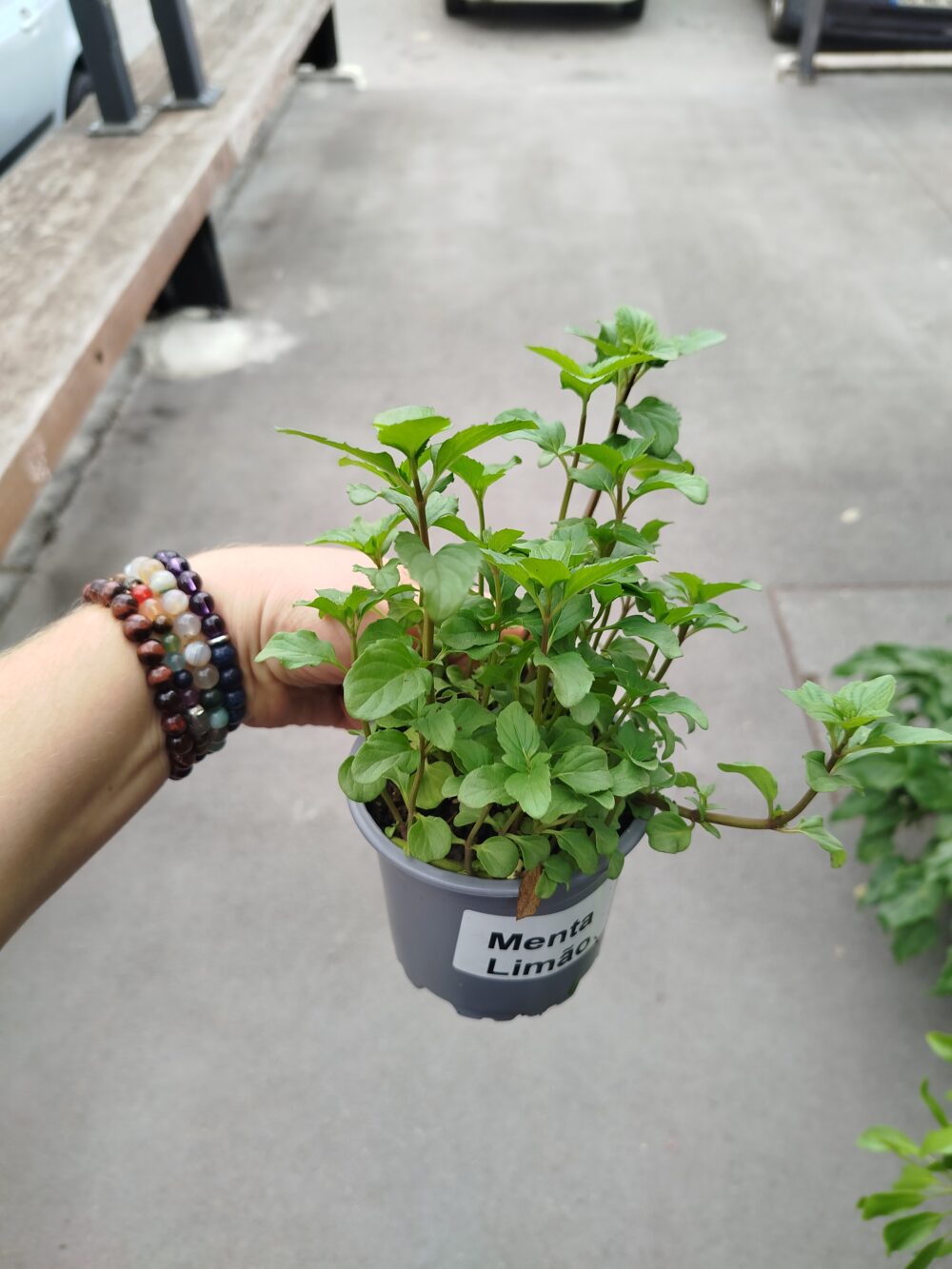 Planta aromática