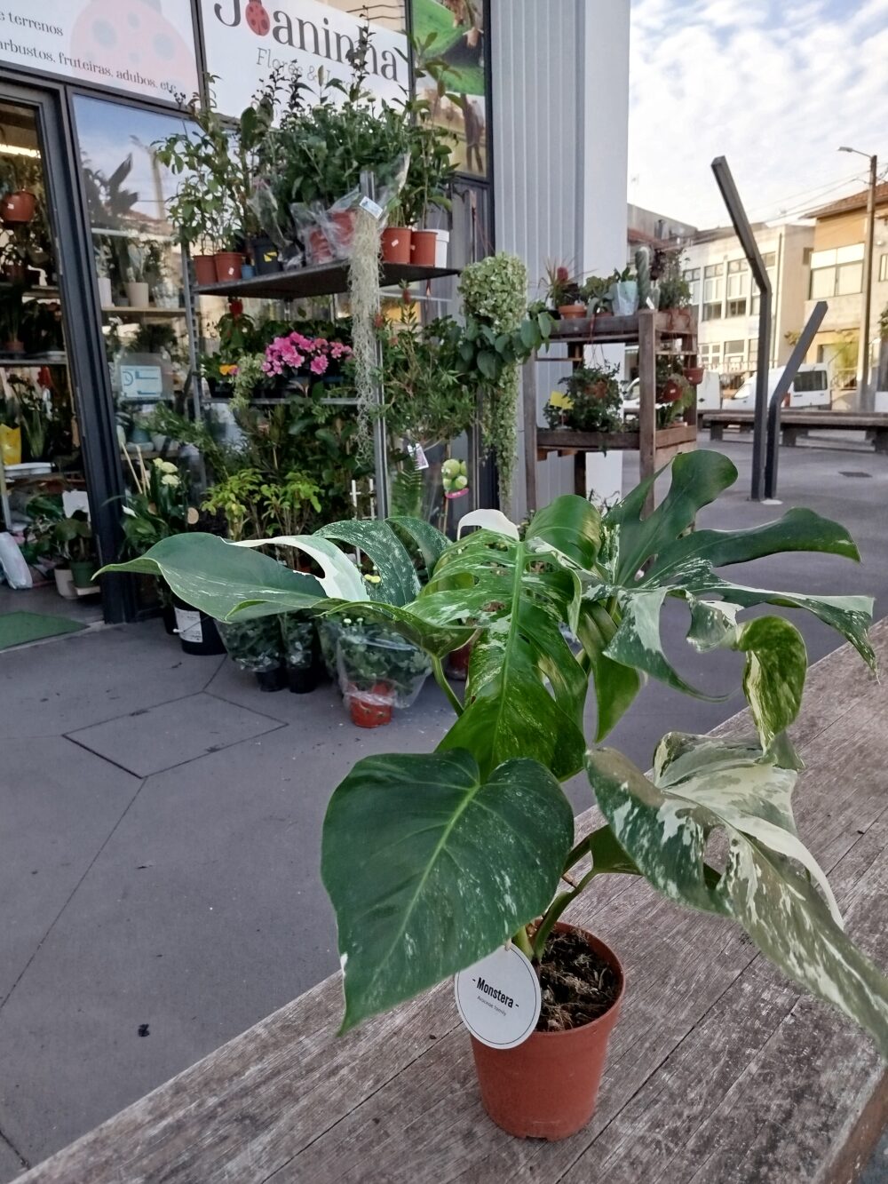 Monstera deliciosa variegatta