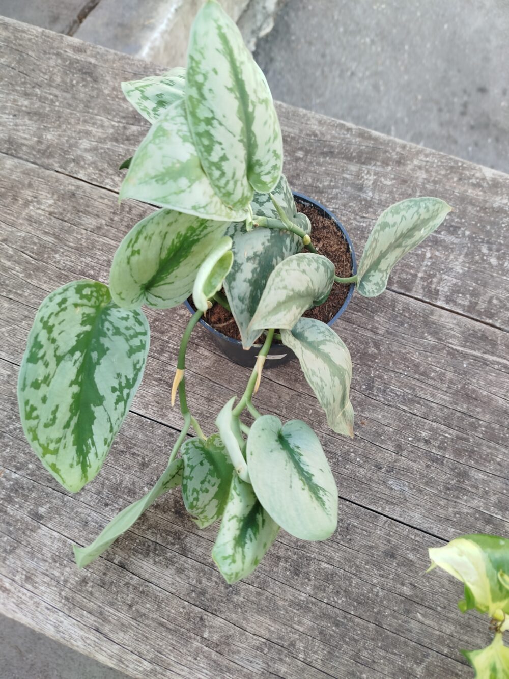 Scindapsus