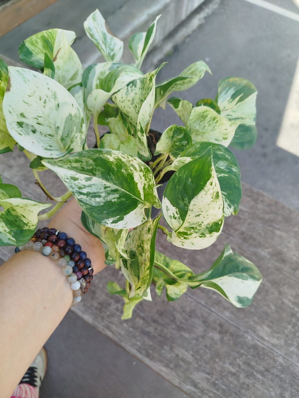Epipremnum aureum