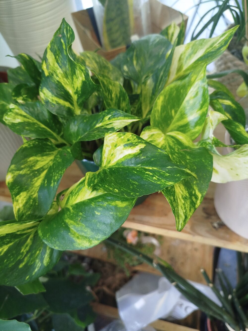 Planta giboia