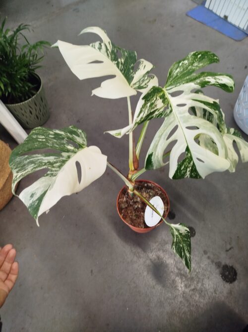 Monstera deliciosa