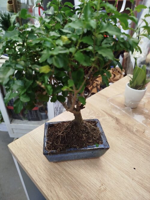 Bonsai