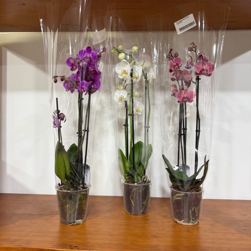 Phalaenopsis em vaso (Orquídea)